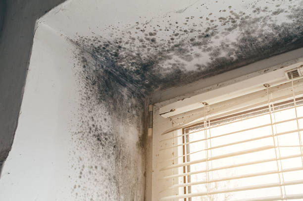 Affordable Bathroom Mold Removal solutions in New Egypt, NJ